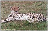 Cheetah - East Africa