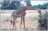 Giraffe - East Africa