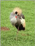 As promised, another pretty birdie - Crowned crane in Hagenbeck Zoo