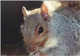 Gray Squirrel (Close-up)