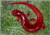 Eastern Mud Salamander (Pseudotriton m. montanus)1