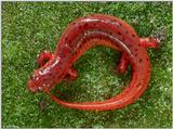 Eastern Mud Salamander (Pseudotriton m. montanus)2