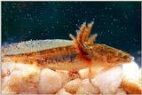 Eastern Tiger Salamander (Ambystoma  tigrinum tigrinum)larvae