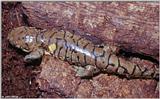 Eastern Tiger Salamander (Ambystoma tigrinum tigrinum) #1