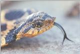 Eastern Hognose Snake Close-up