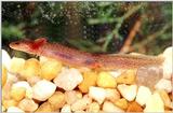 Eastern mud salamander (Pseudotriton montanus montanus) larva10