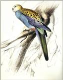 Some Birds, 2 shrews and a tortoise Paleheaded Parrakeet -> pale-headed rosella (Platycercus ads...