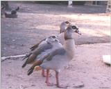 Egyptian Geese - Egyptian goose (Alopochen aegyptiacus)