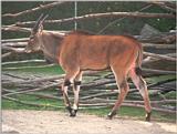 Already on my web page but forgotten to post - Eland in Copenhagen Zoo
