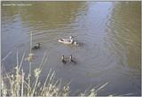 Summer in the Park: Eliz-Ducks4.jpg