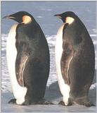 Emperor Penguins 1/2 jpg