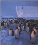 Emperor Penguins 2/2 jpg