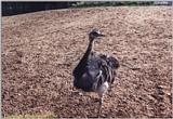 My Zoo Pics - Emu, Dromaius novaehollandiae - Emu.JPG