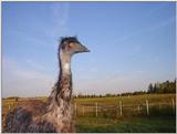 Re: Request for Emu pictures - emu001.jpg
