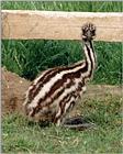My recent visit to Kruezen Animal Park (Germany) - Emu Chicken