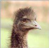 Want a sweet birdie portrait? Here's an Emu from Kruezen Animal Park