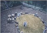 London Zoo: emus1.jpg