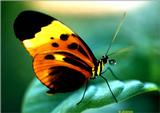 (Butterflies) File 1 of 4 - EueidesIsabella2.jpg - Isabella's Longwing (Eueides isabella)