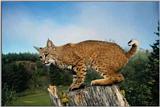 Lynx - bobcat (Lynx rufus)