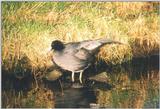 Birds from the Netherlands - coot4.jpg