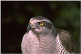 Falcon -- European Goshawk