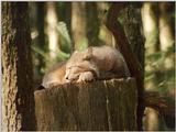 As threatened: Nindorf Wild Animal Park lynx, nap 2