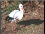 European White Stork 2