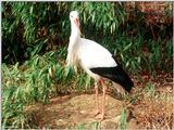 White Stork (Ciconia ciconia ciconia)  [2/3] - White Stork (Ciconia ciconia ciconia)002.jpg (1/1...