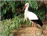 White Stork (Ciconia ciconia ciconia)  [3/3] - White Stork (Ciconia ciconia ciconia)003.jpg (1/1...