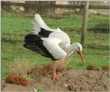 Presenting his (her?) beauty for the other sex - European white stork in Kruezen Animal park