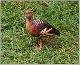 Eyton's (Plumed) Whistiling Duck
