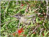 Repost :  Australian Wattle Bird on Red Bottlebrush  JPG
