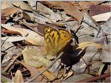 Repost :  Australian Butterflies on Gum Leaves JPG