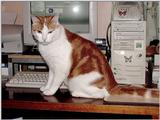 Australian :  My Old Ginger Cat  JPG