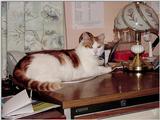 Australian :  My Old Ginger Cat 2  JPG