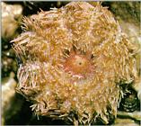 Far Eastern Violet Sea Urchin (보라성게)