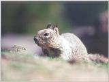 Calif Ground Squirrel febng6