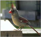 female cardinal..