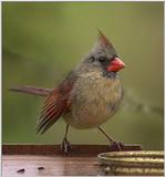female cardinal (this morning)