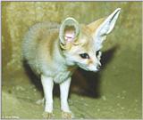 Fennec Fox (Fennecus Zerda)