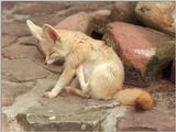 Cutest ears contest, competitor three - Itchy Fennec fox in Heidelberg Zoo