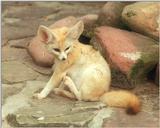 Ears, eyes, tail and a little bit between :-) Fennec fox in Heidelberg Zoo