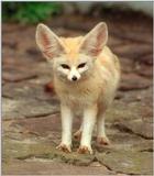 Heidelberg Zoo Fennec fox again... a must see if you like radar ears :-)