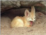 This predator will devour it all :-) More Heidelberg Zoo Fennec fox