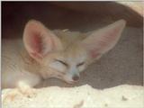 Two of the sweetest ears I've ever photographed :-) Fennec fox nap in Heidelberg Zoo