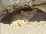 One more rescan/repost - Fennec fox in Heidelberg Zoo