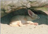 Haven't posted for a while - Fennec Fox in Heidelberg Zoo - This is notwhat I've been doing :-)