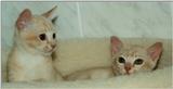 2 Cream Burmese Cats (male, 4 months)