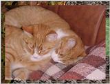 Filip,Viktor&Lisa Feb 2000  (Cats)