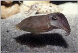 Flamboyant Cuttlefish (Sepia pharaonis)